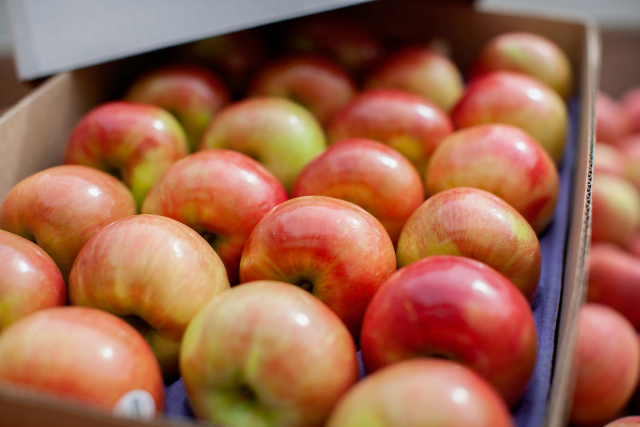 honeycrisp apples from farm orchard