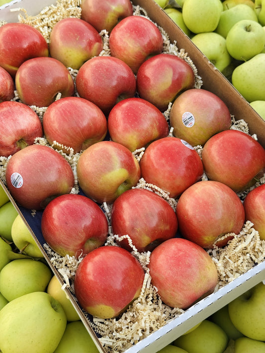 Fuji Apples — Orchard Select Gift Box | 10 lb