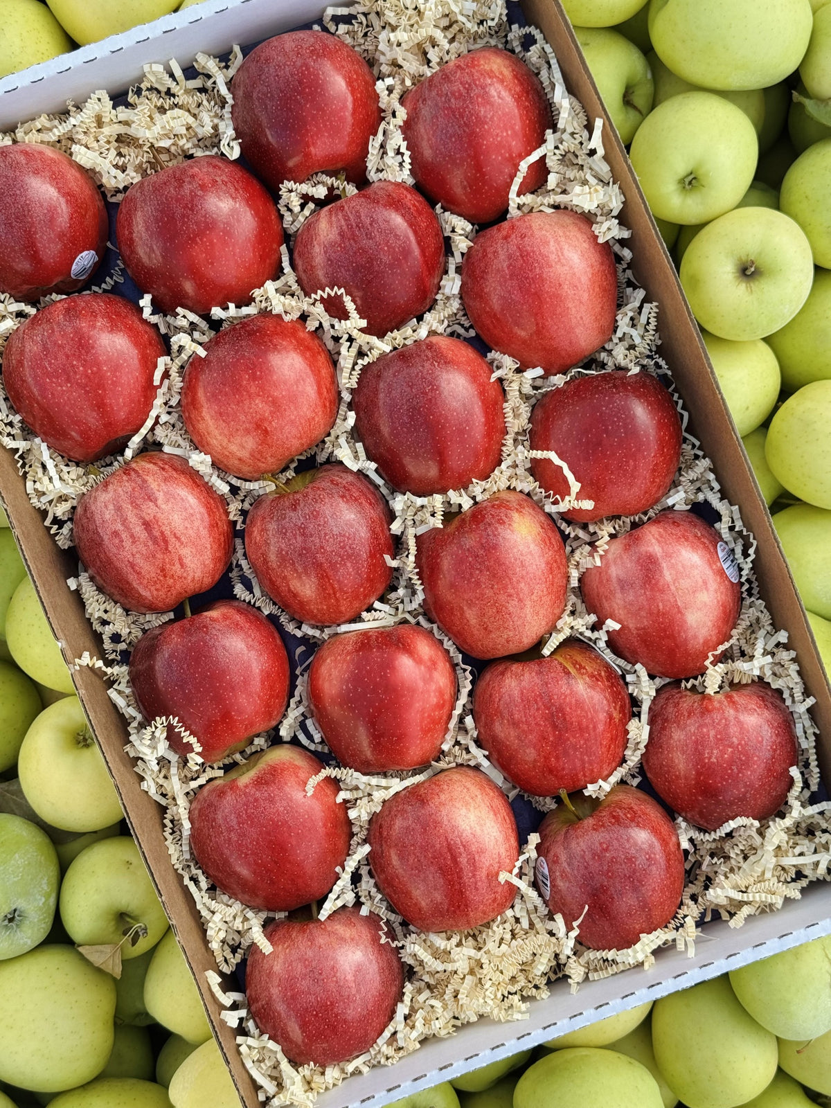 Gala Apples — Orchard Select Gift Box | 10 lb