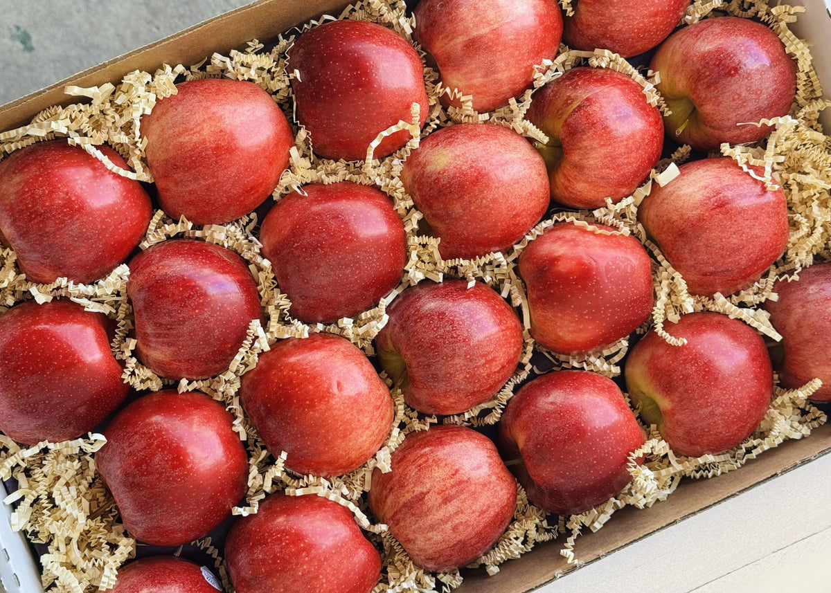 Gala Apples — Orchard Select Gift Box | 10 lb