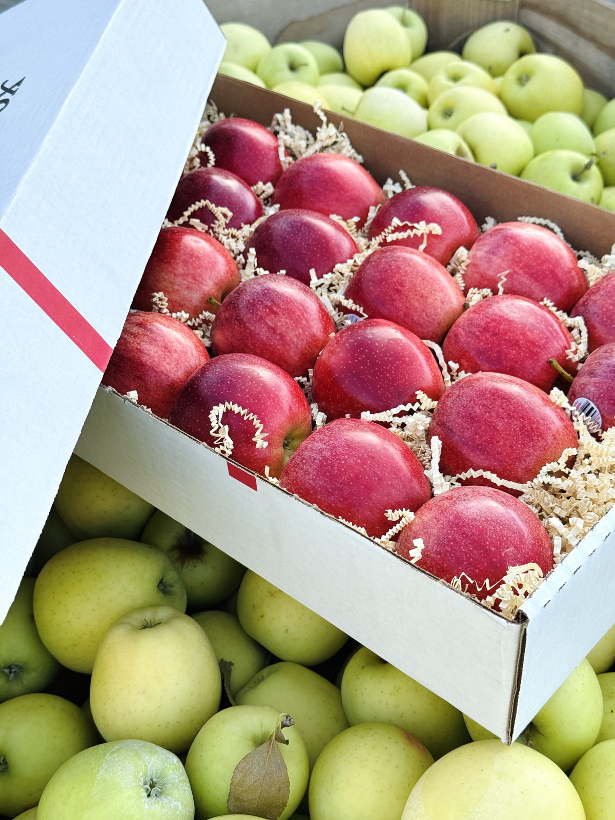 Gala Apples — Orchard Select Gift Box | 10 lb