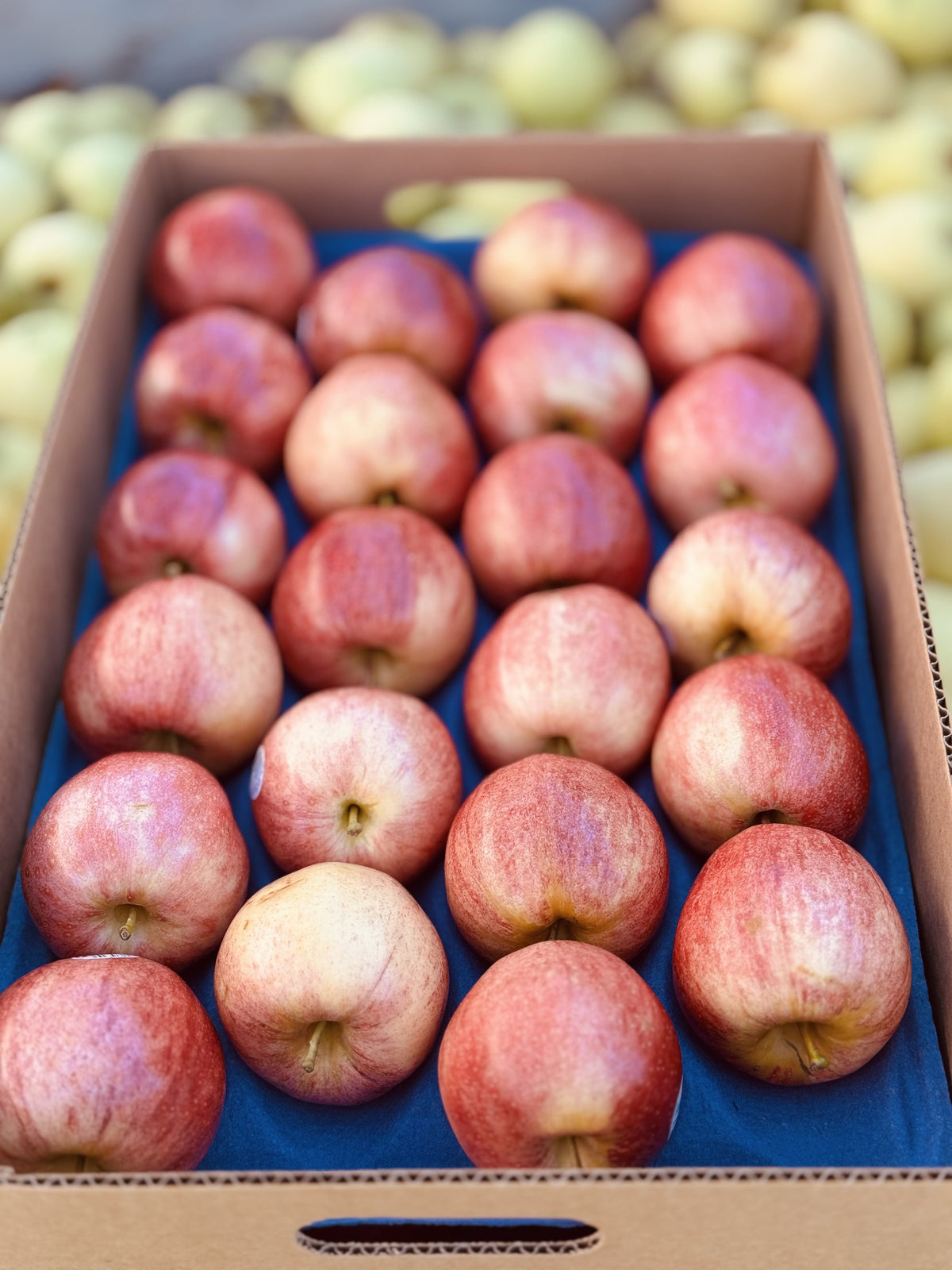 Gala Apples — Family Orchard Box | 20 lb